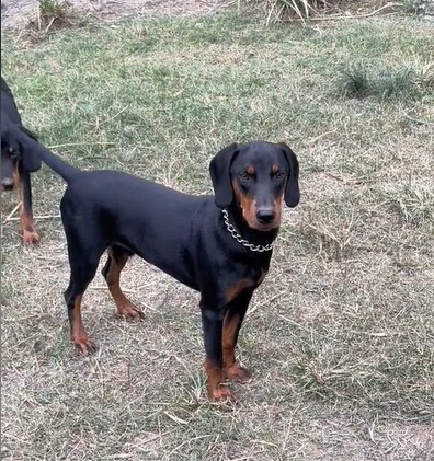 WorldVQA: a natural photo of a dog.